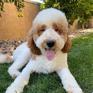 Meet your Posher, Janice